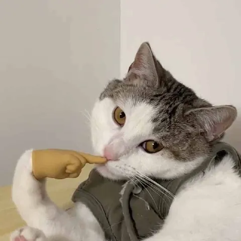 Кот тыкает себя в нос