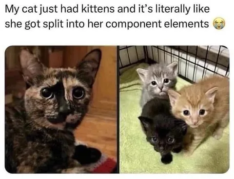 Cat Split Into Components