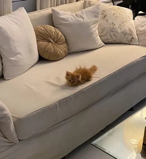 Крошечный котёнок на диване