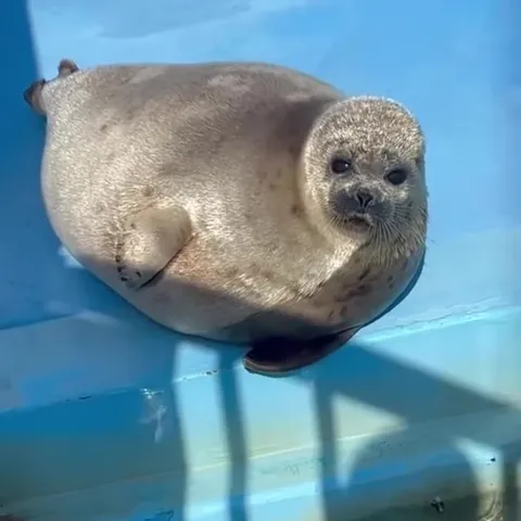 Тюлень меняет образы