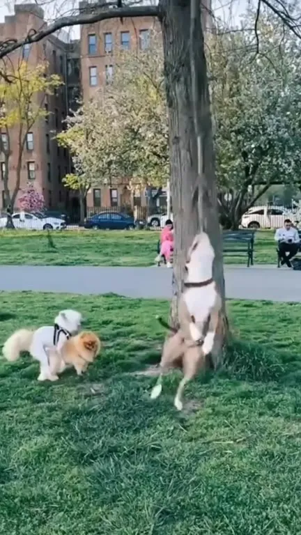 Собака танцует под Brother Louie