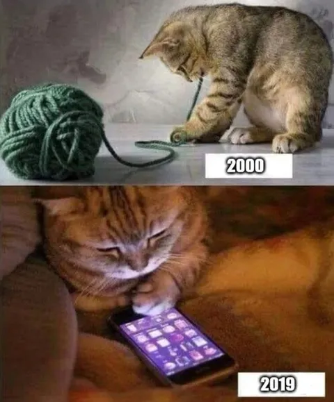 Кот в 2000 и 2019 году
