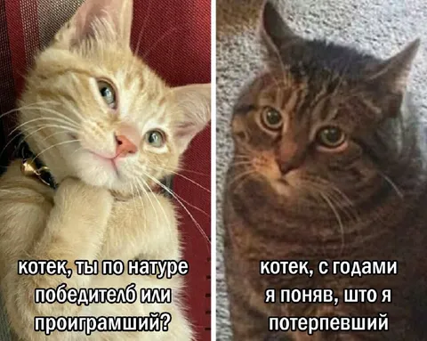 Котек: победитель или проиграмший
