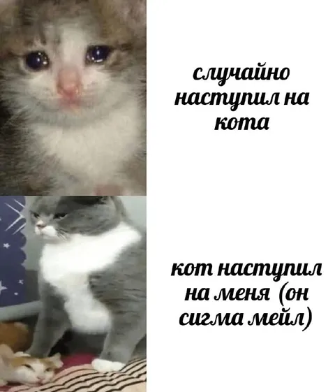 Случайно наступил на кота