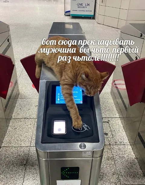 Кот прикладывает лапу к турникету