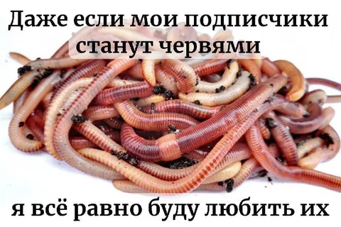 Любить подписчиков-червей
