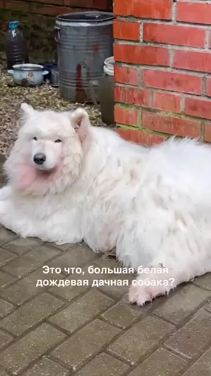 Большая белая дождевая собака