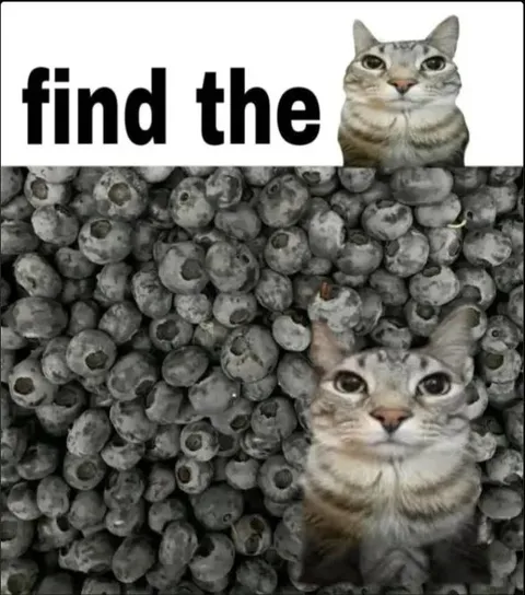 Find the Hidden Cat
