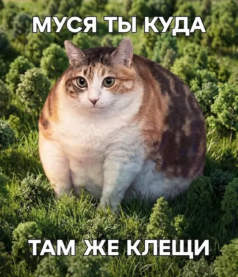Муся, там же клещи