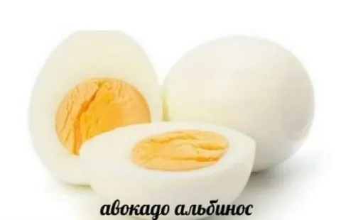 Авокадо альбинос