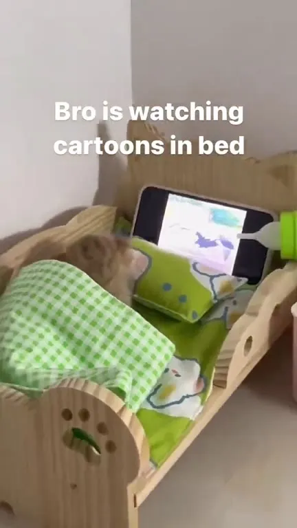 Kitten Watching Cartoons in Bed