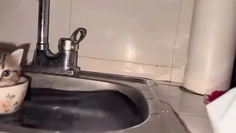 Котёнок в миске у раковины