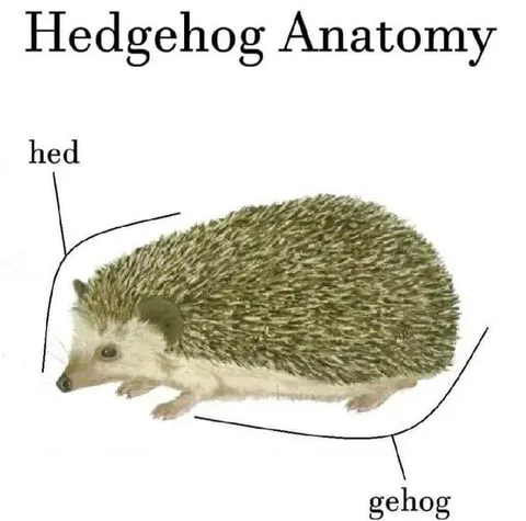 Hedgehog Anatomy