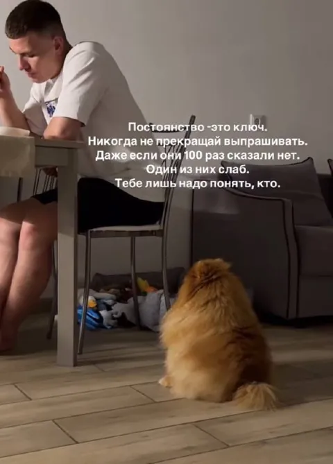 Пёс не сдаётся
