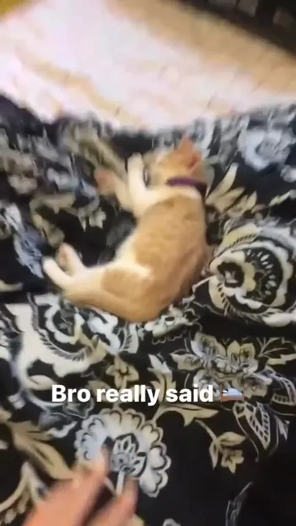 Bro Really Said Bedtime