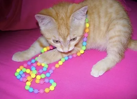 Котёнок играет с бусами