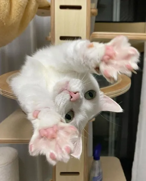Белый кот вниз головой