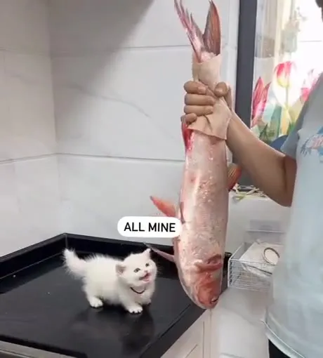 Kitten Claims the Whole Fish