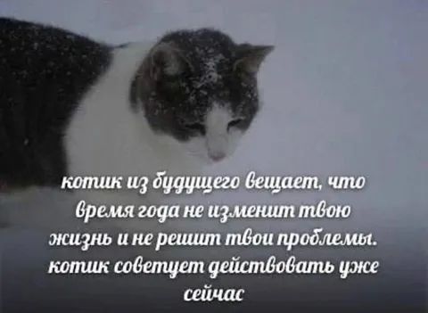 Котик из будущего советует действовать