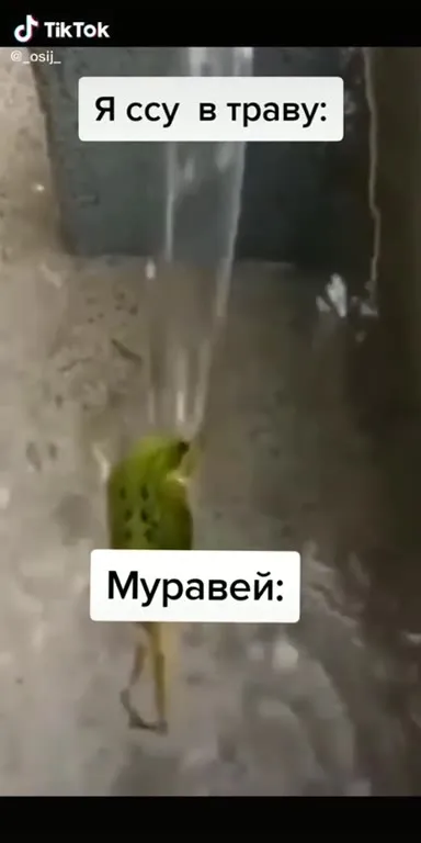 Муравей под струёй воды