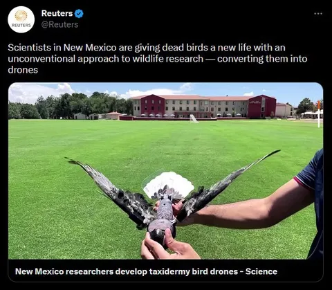 Dead Bird Turned Into Drone