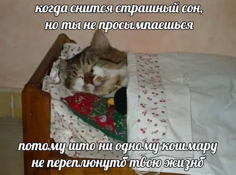 Кот спит несмотря на кошмар