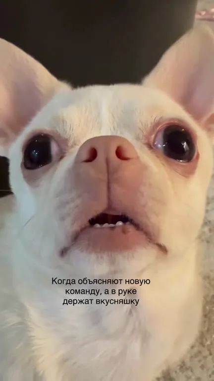 Когда держат вкусняшку