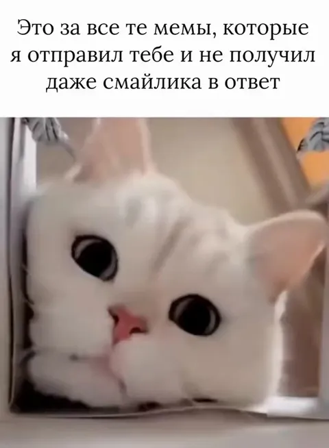 Кот требует ответ на мемы