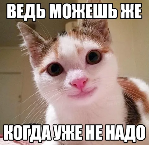 Котик, когда уже не надо