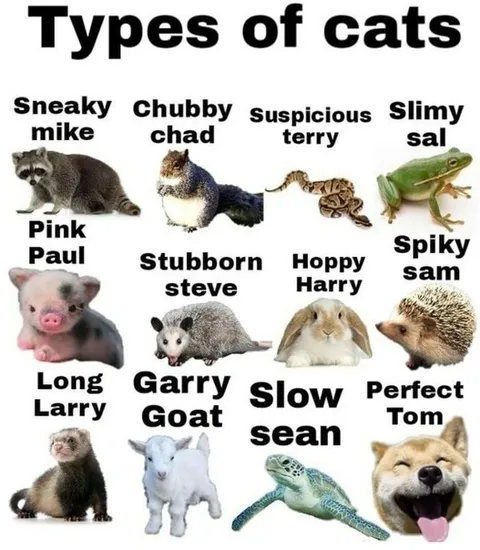 Types of Cats Animal Mix-Up