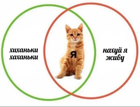 Кот в пересечении кругов