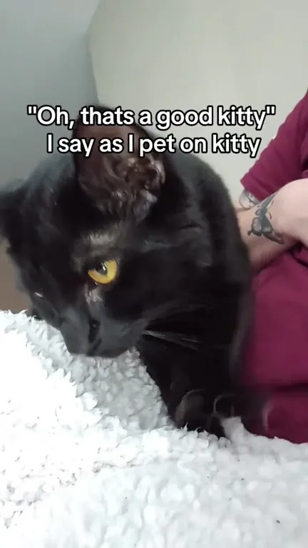 Evil Kitty Refuses Compliments