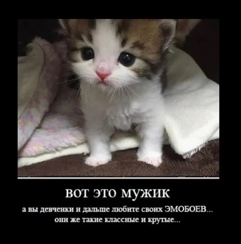 Вот это мужик котёнок