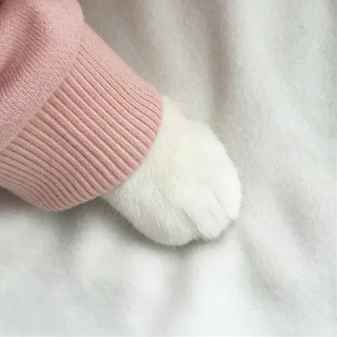 Кот в розовом свитере