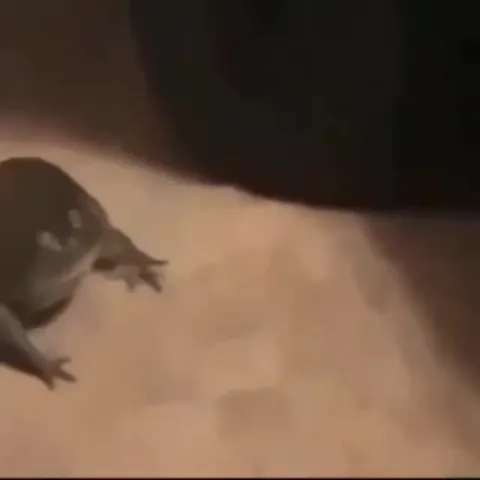 Лягушка убегает от огурца