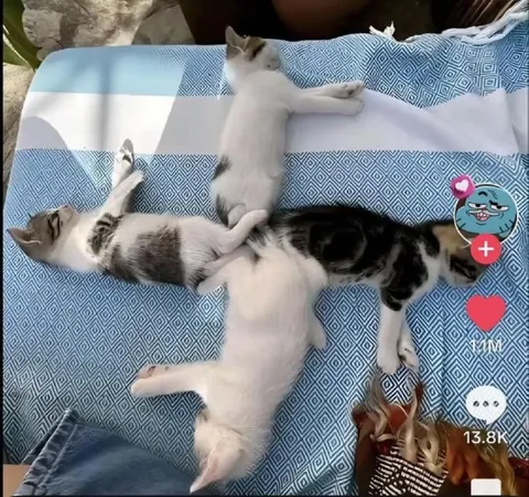Коты лежат крестом