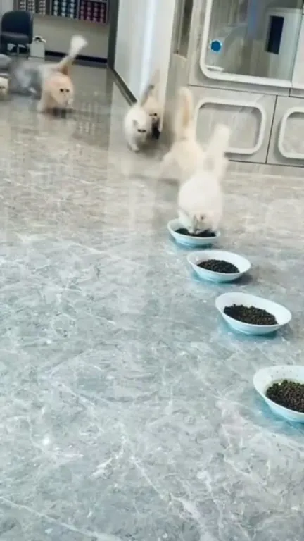 Кошки устроили кормовой хаос
