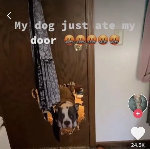 Dog Ate the Door