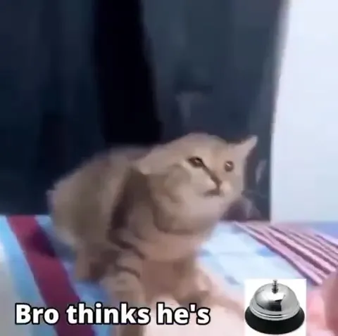 Cat Thinks He's a Sheep