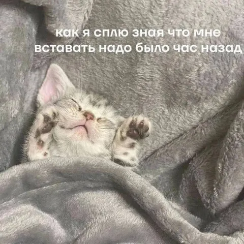 Кот, который проспал подъём
