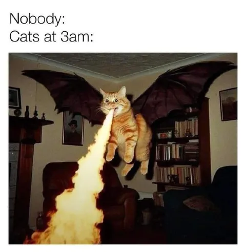 Cats at 3 AM