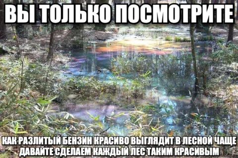 Красивый лес после разлива бензина