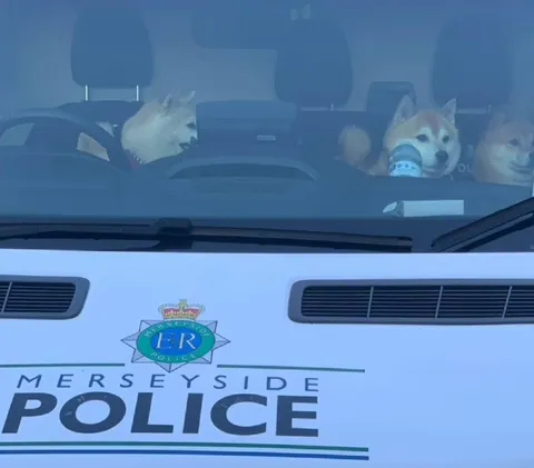 Dogs Riding in a Police Car