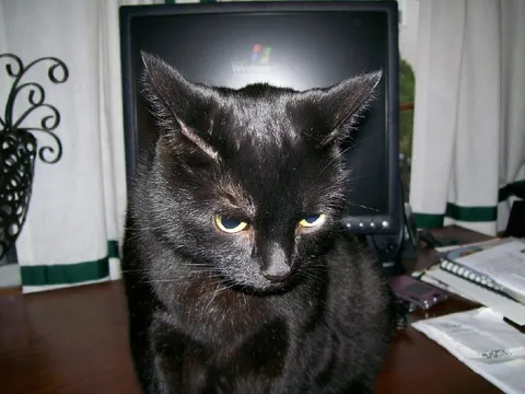 Angry Black Cat Stare