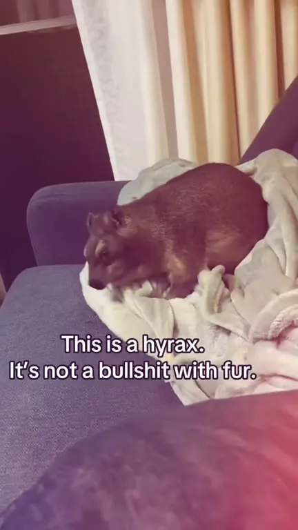 What Does the Hyrax Even Do?