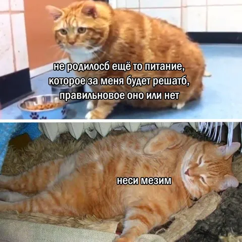 Кот сам выбирает питание