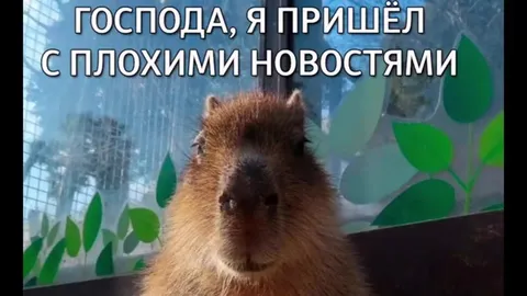 Капибара с плохими новостями