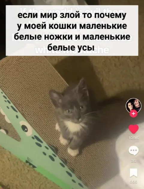 Если мир злой, а кошка добрая