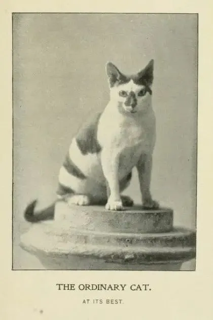 The Ordinary Cat at Its Best