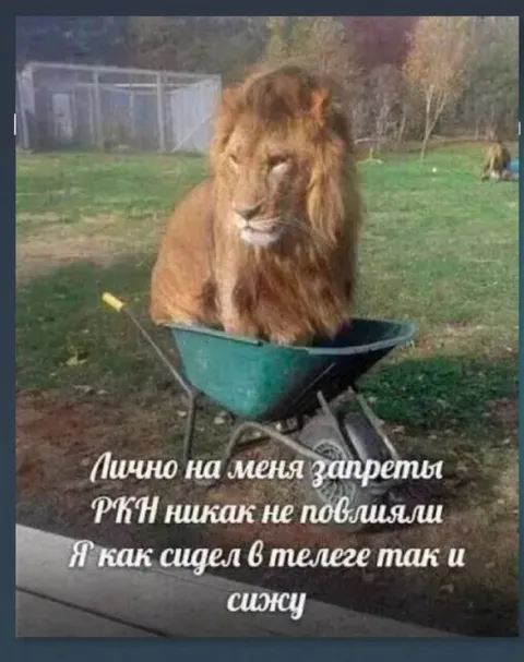 Лев в телеге после запретов